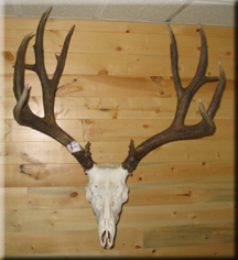 Bill Graham - Mule Deer 2008