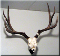 Bob Hudson Mule Deer 2008